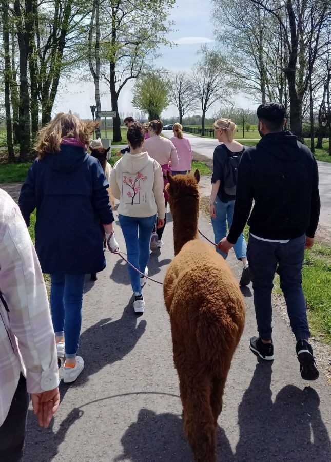 Alpakawandern in Anreppen 